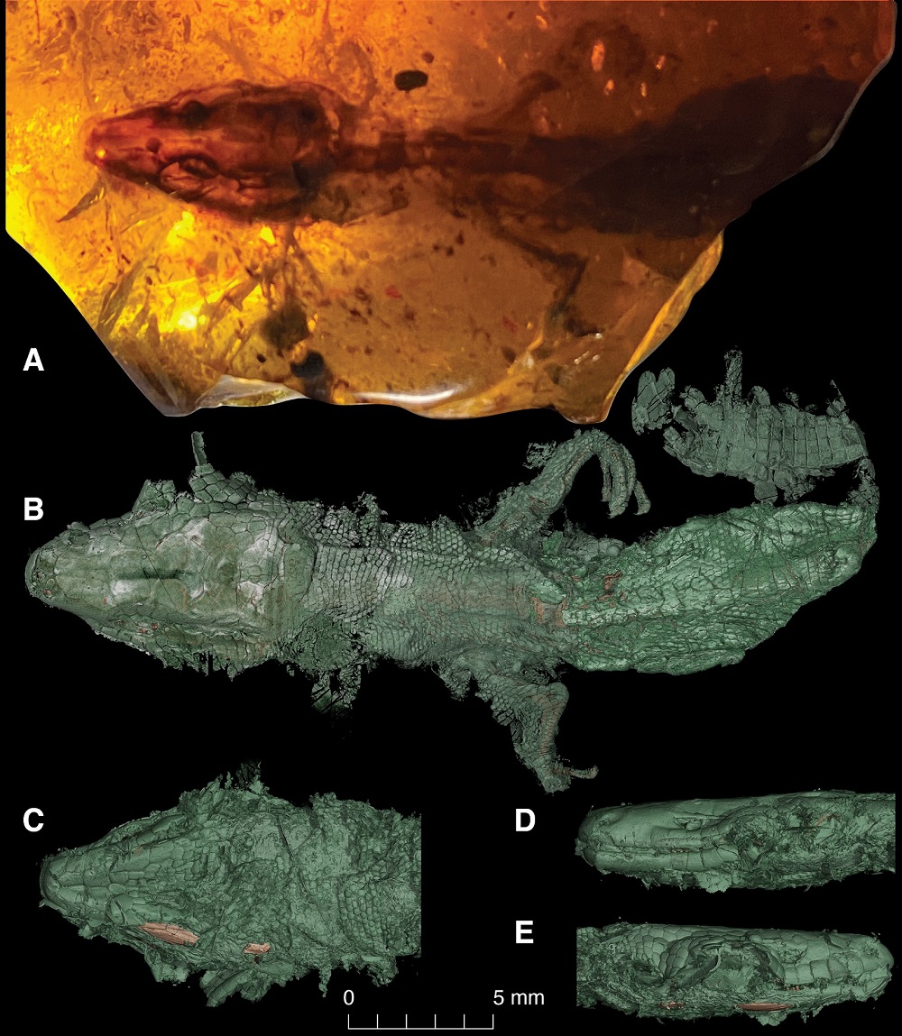 Retinosaurus hkamtiensis, A) Fossil embed in amber, B)3D model of the body dorsal scales, C) Detail of the ventral scales of the head, D and E) Lateral views of the head. CT reconstructions by Edward Stanley using synchrotron data gathered at Imaging and Medical Beamline at the Australian Synchrotron in Melbourne. Images courtesy of Adolf Peretti and the Peretti Museum Foundation.   